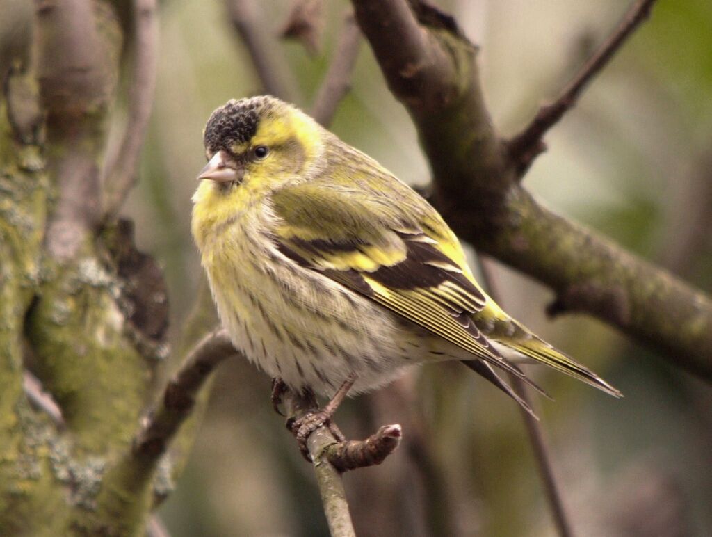 Eurasian Siskin male adult post breeding, identification