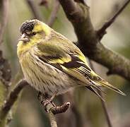 Eurasian Siskin