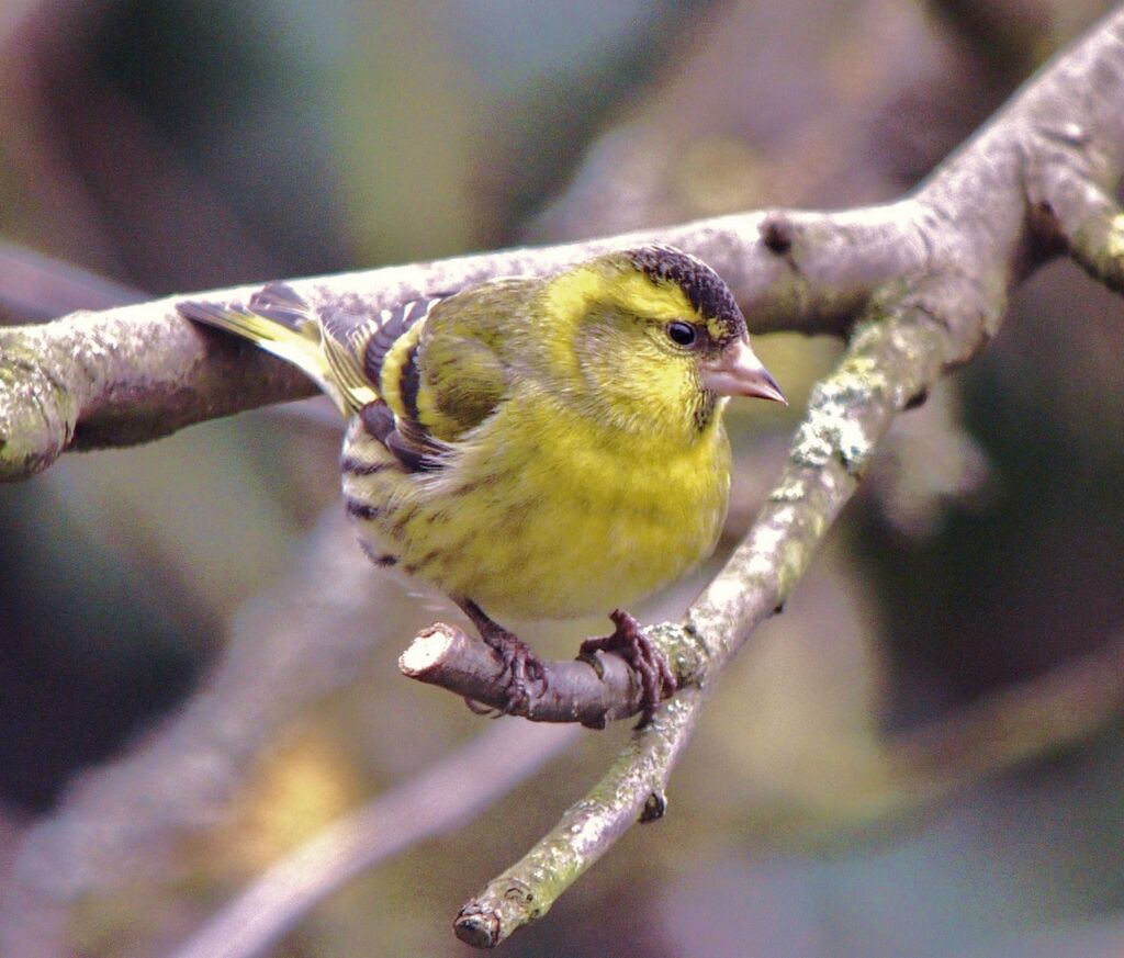 Eurasian Siskin male adult post breeding, identification