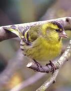 Eurasian Siskin