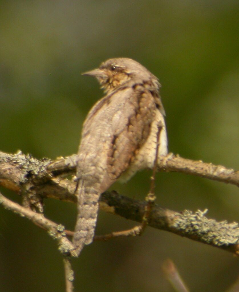 Eurasian Wryneck