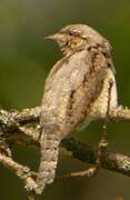 Eurasian Wryneck