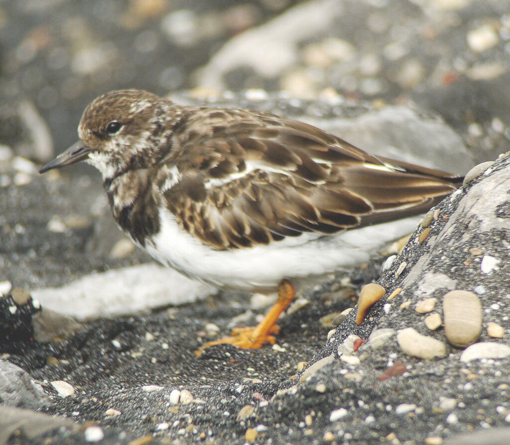 Tournepierre à collier, identification