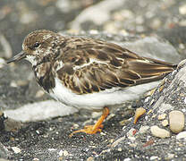 Ruddy Turnstone