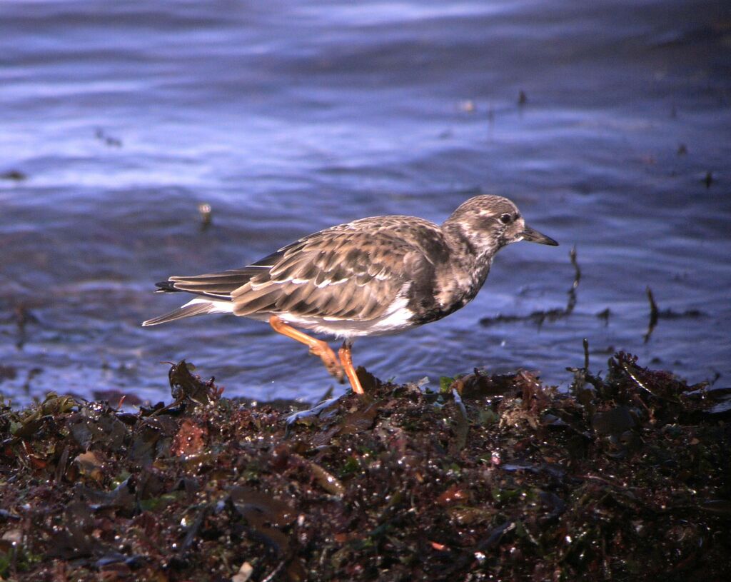 Tournepierre à collierjuvénile, identification