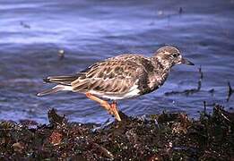 Ruddy Turnstone