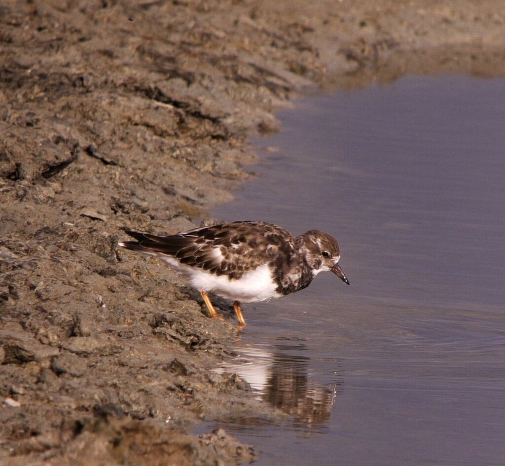 Tournepierre à collierjuvénile, identification