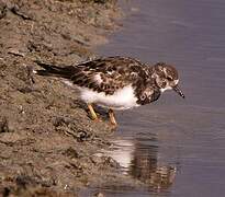 Ruddy Turnstone