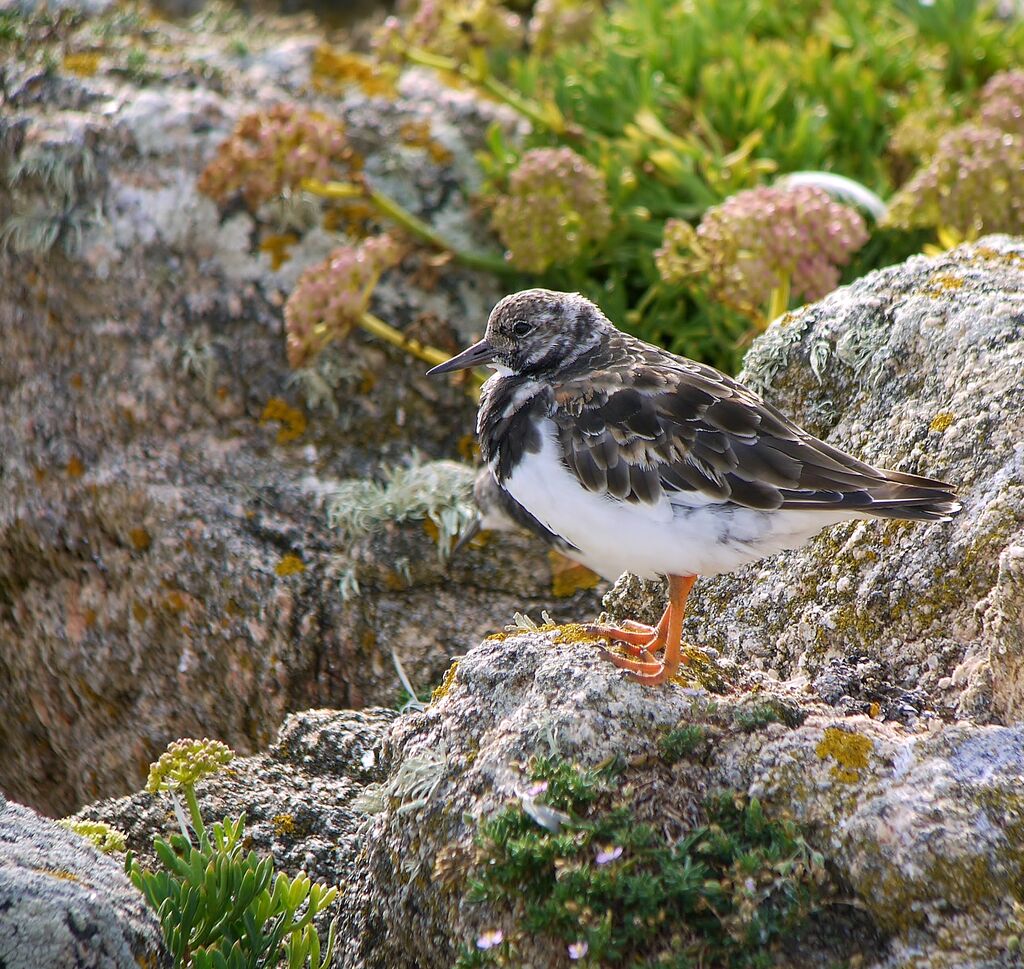 Tournepierre à collieradulte internuptial, identification