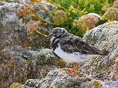 Ruddy Turnstone