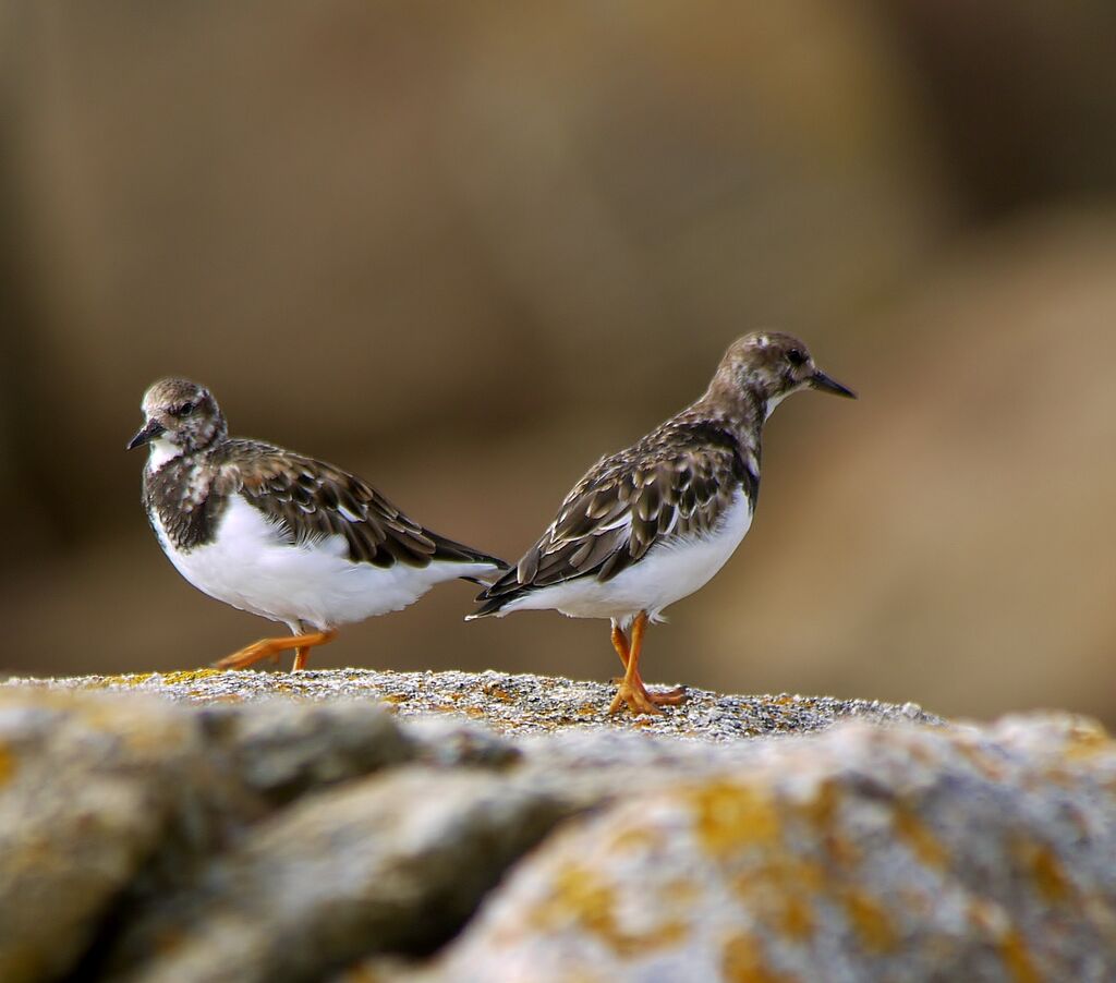 Ruddy Turnstoneadult post breeding