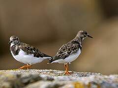 Ruddy Turnstone