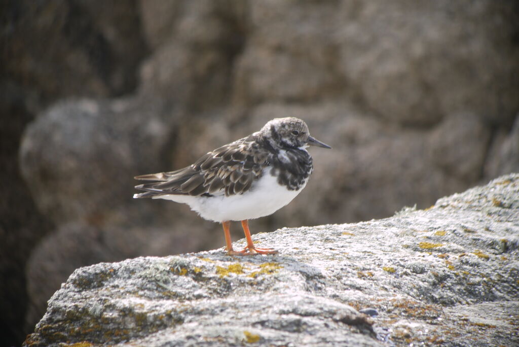 Ruddy Turnstoneadult post breeding, identification