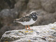 Ruddy Turnstone