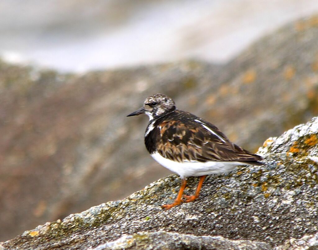 Ruddy Turnstoneadult post breeding, identification