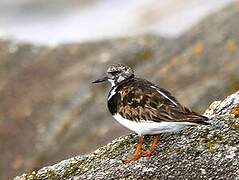 Ruddy Turnstone