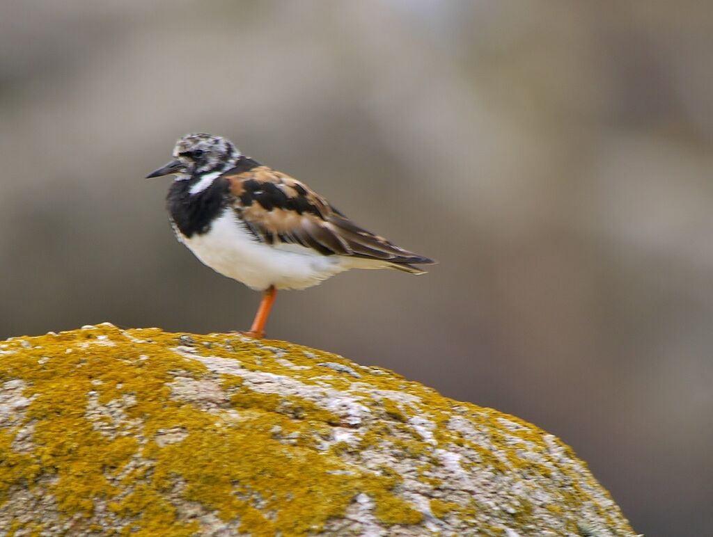 Ruddy Turnstoneadult post breeding, identification