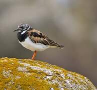 Ruddy Turnstone