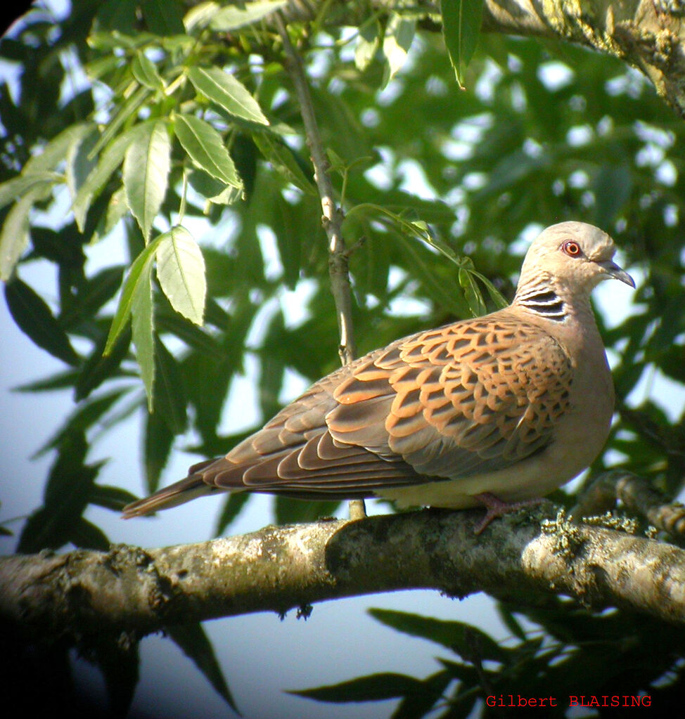 European Turtle Dove