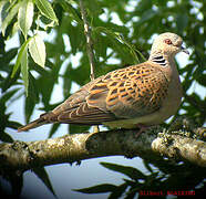 European Turtle Dove