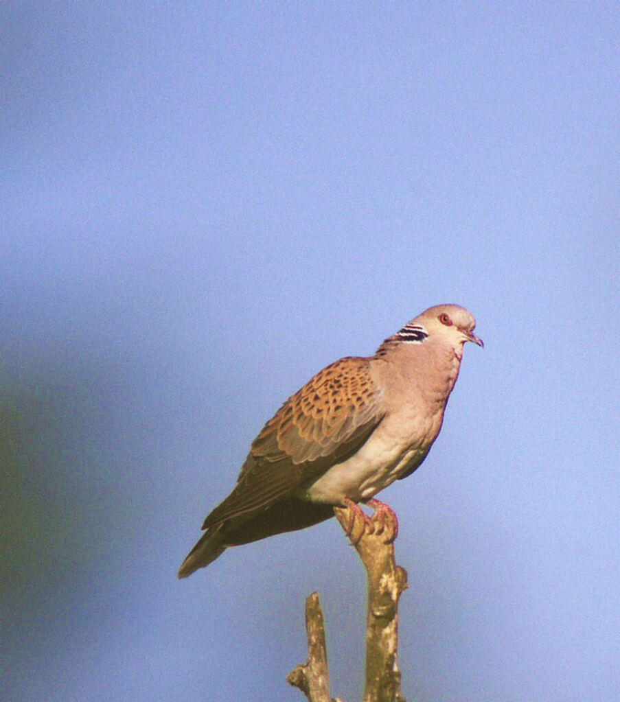 Tourterelle des bois mâle adulte nuptial, identification