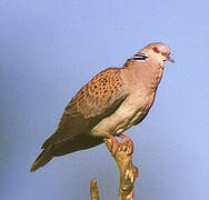 European Turtle Dove