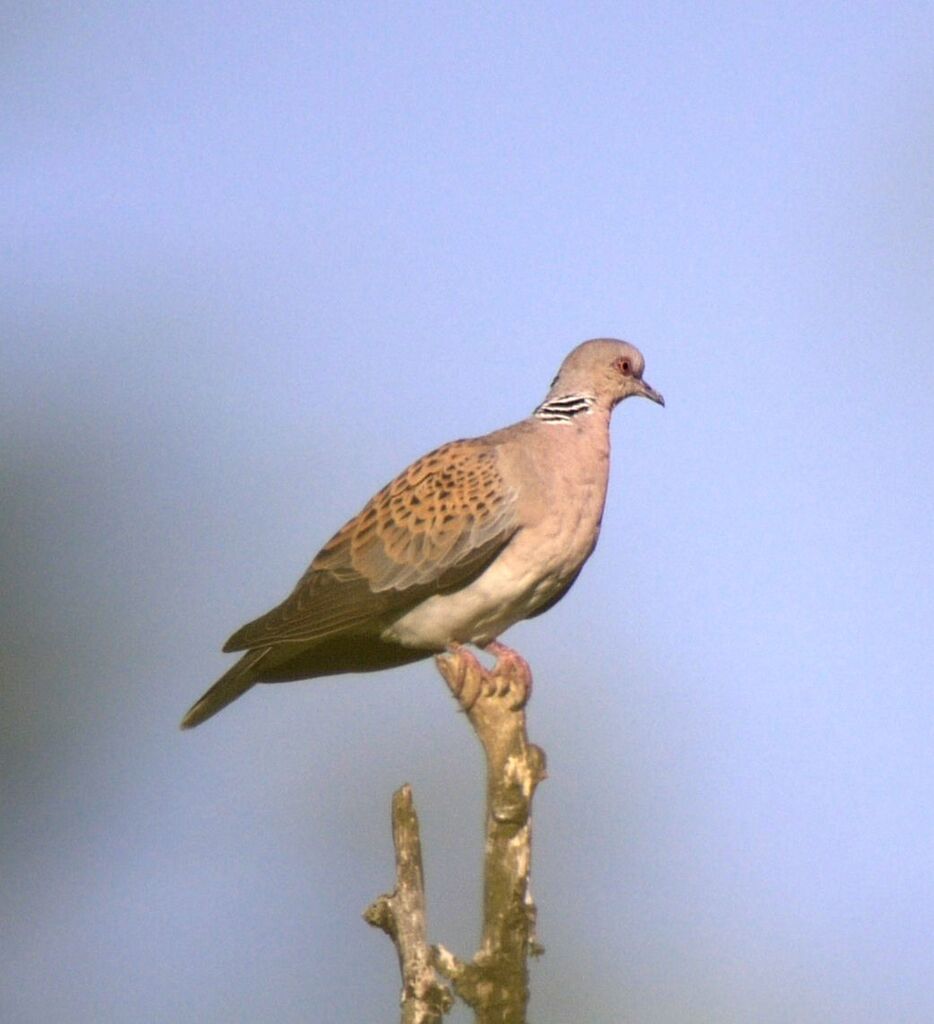 European Turtle Dove male adult breeding, identification