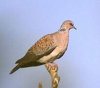 European Turtle Dove