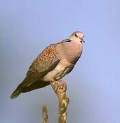 European Turtle Dove