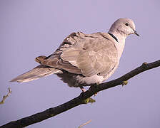 Eurasian Collared Dove