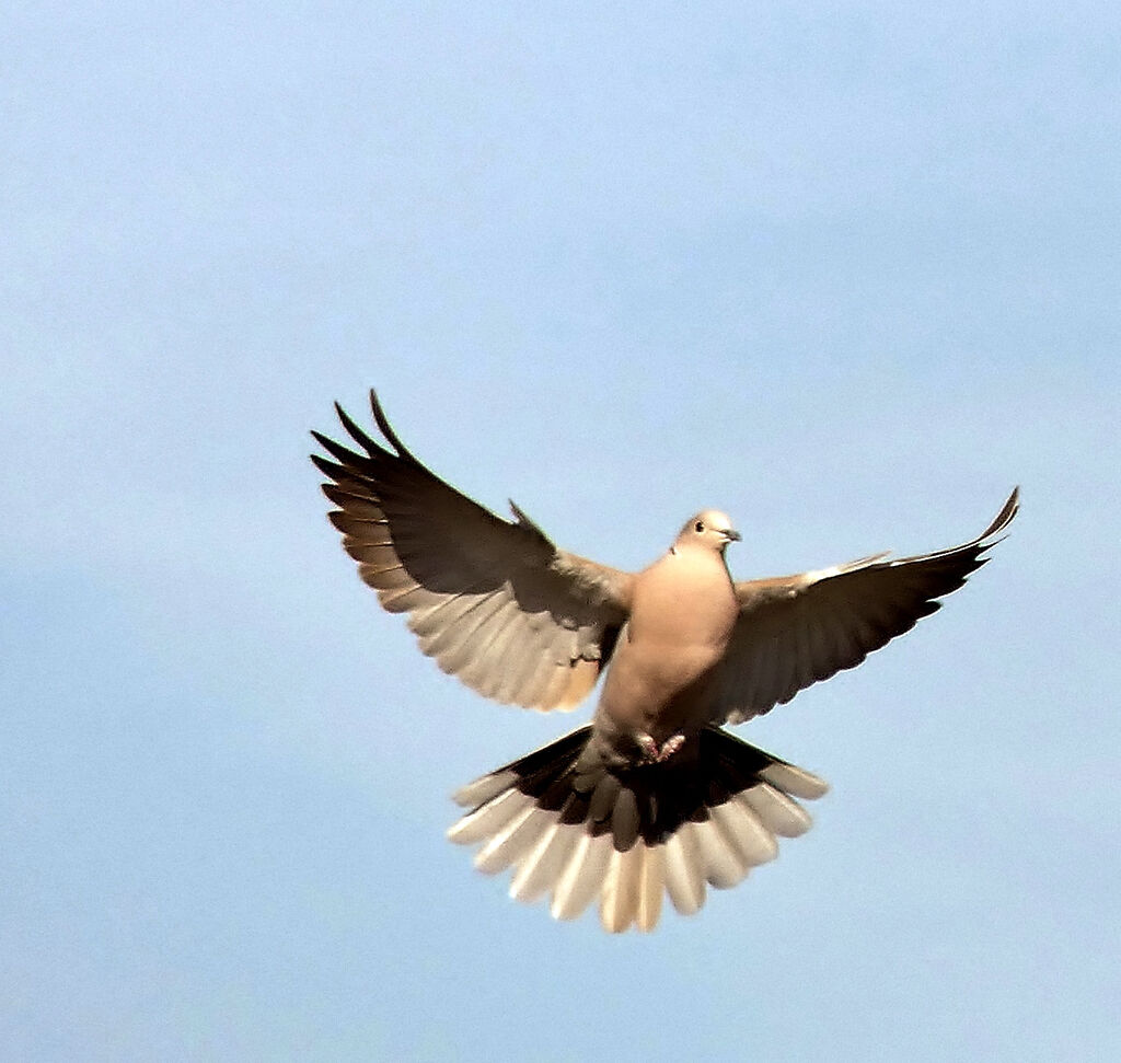 Eurasian Collared Dove