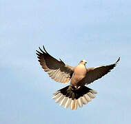 Eurasian Collared Dove