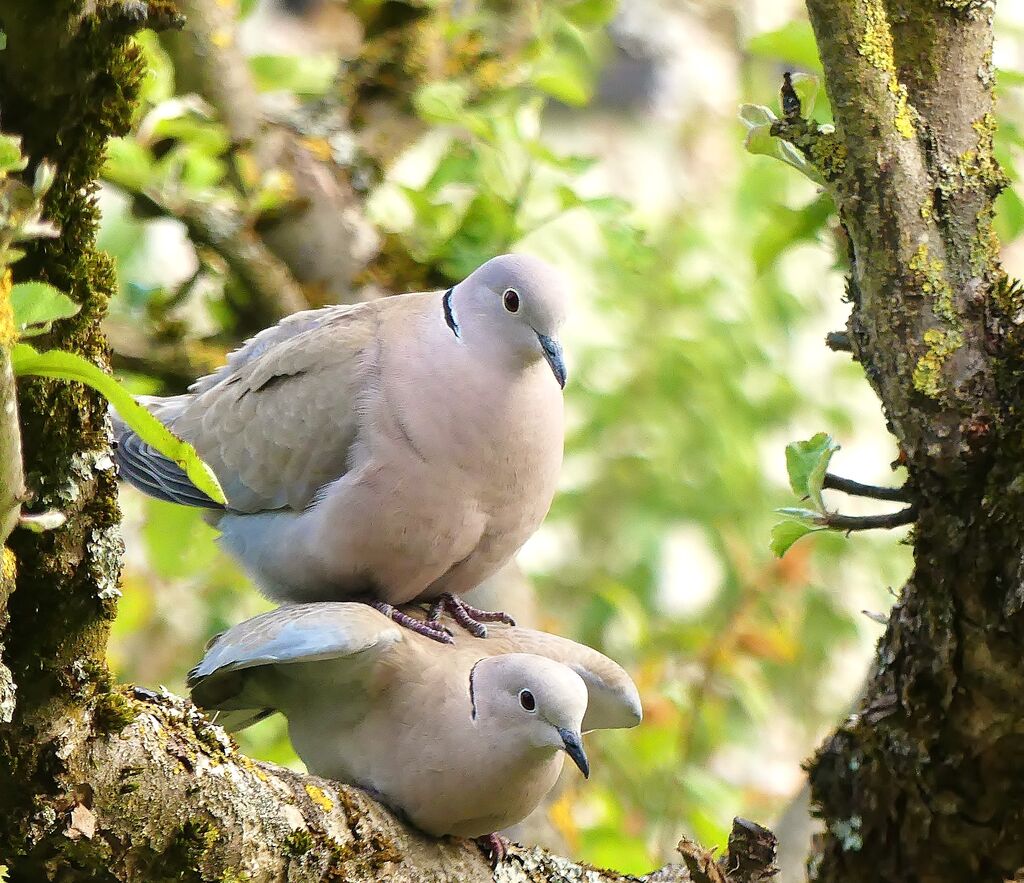 Eurasian Collared Doveadult breeding, mating.