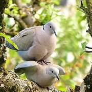 Eurasian Collared Dove