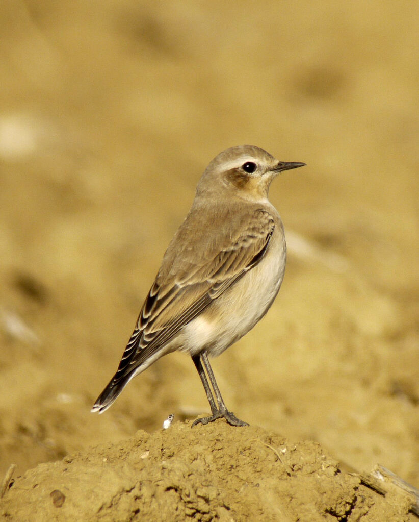 Northern Wheatear female First year