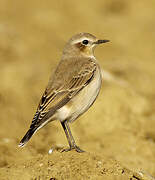 Northern Wheatear