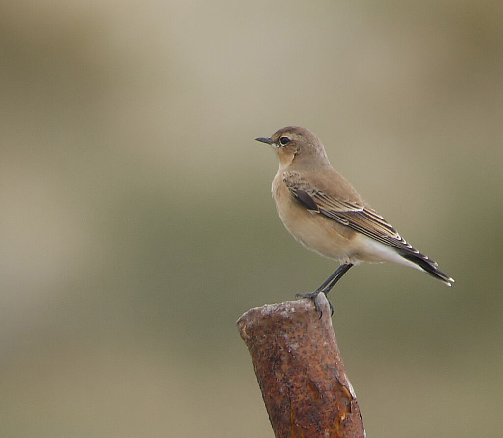 Northern Wheatearadult post breeding, identification