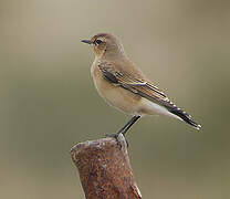 Northern Wheatear