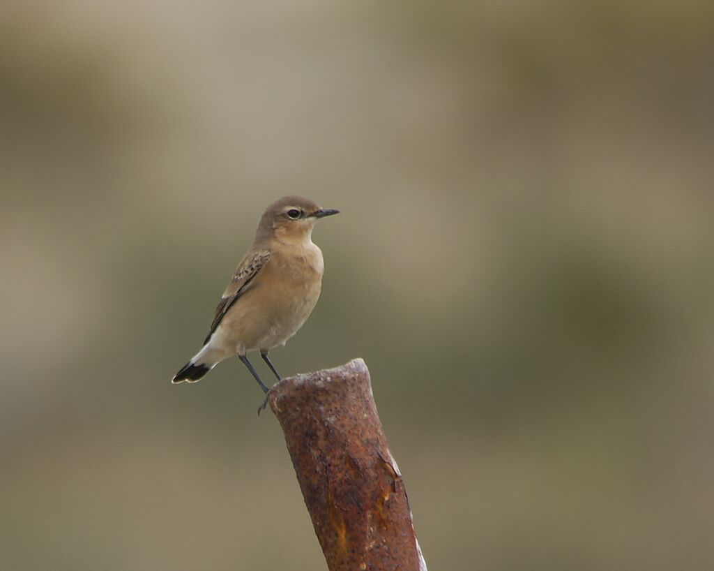 Northern Wheatearadult post breeding