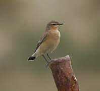 Northern Wheatear