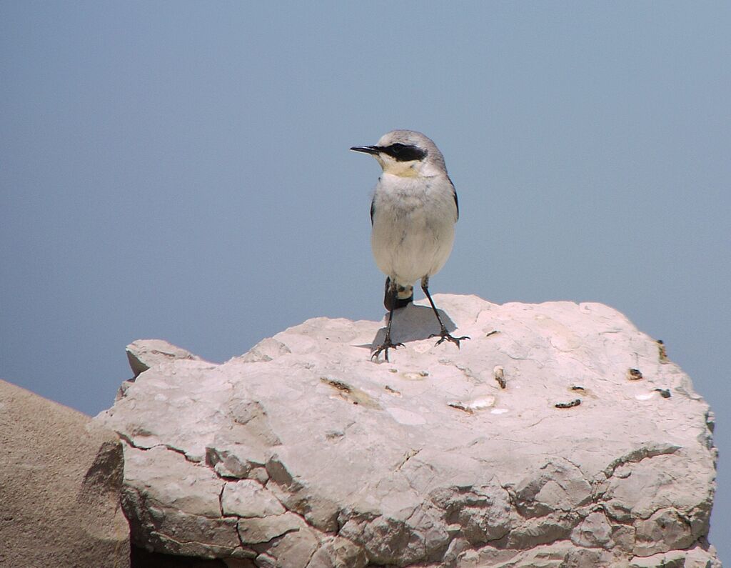 Northern Wheatear