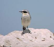 Northern Wheatear