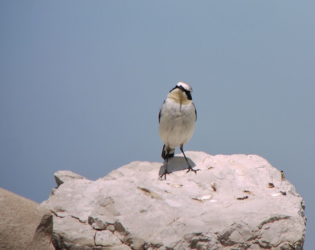 Northern Wheatear male adult breeding, identification