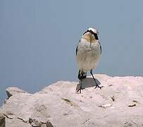 Northern Wheatear