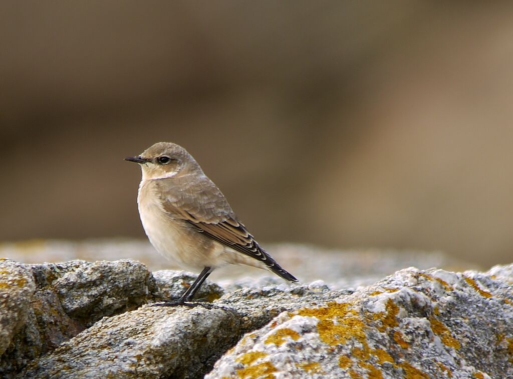 Northern Wheatearjuvenile, identification