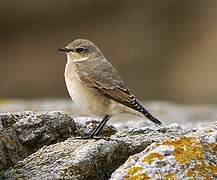 Northern Wheatear