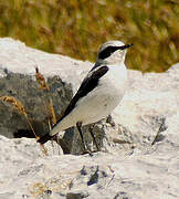 Northern Wheatear