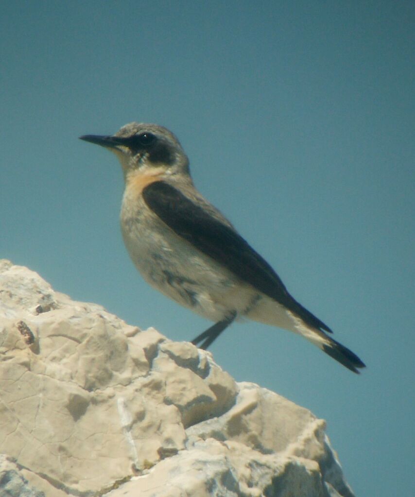 Northern Wheatear male adult breeding, identification