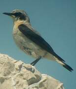 Northern Wheatear