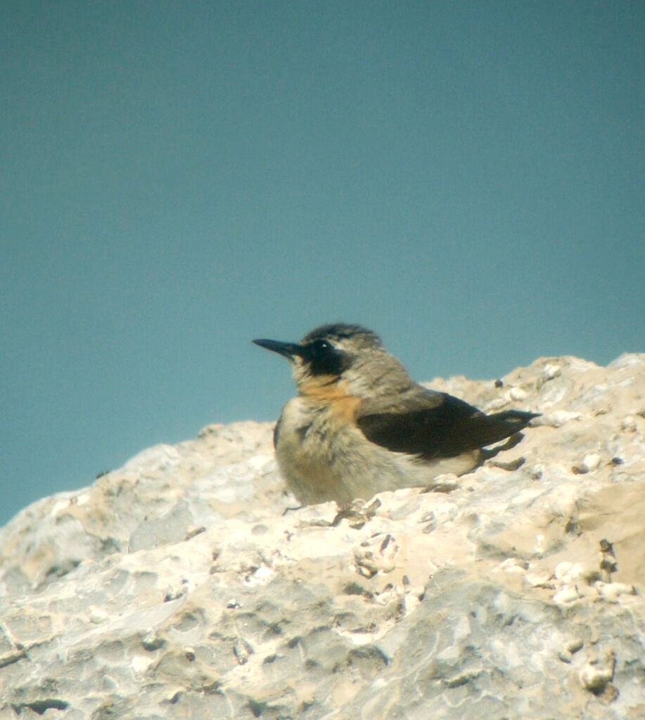 Northern Wheatear male adult breeding, identification